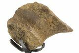 Fossil Triceratops Prezygapophysis w/ Metal Stand - South Dakota #339984-2